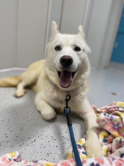 Sugar Cookie thumbnail 2