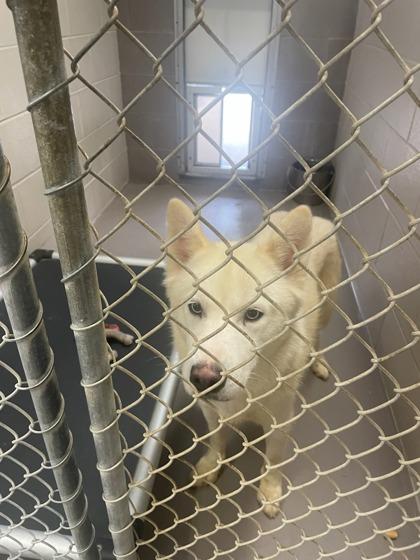 Sugar Cookie thumbnail 3