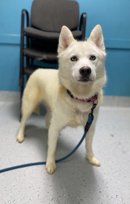 Sugar Cookie thumbnail 4