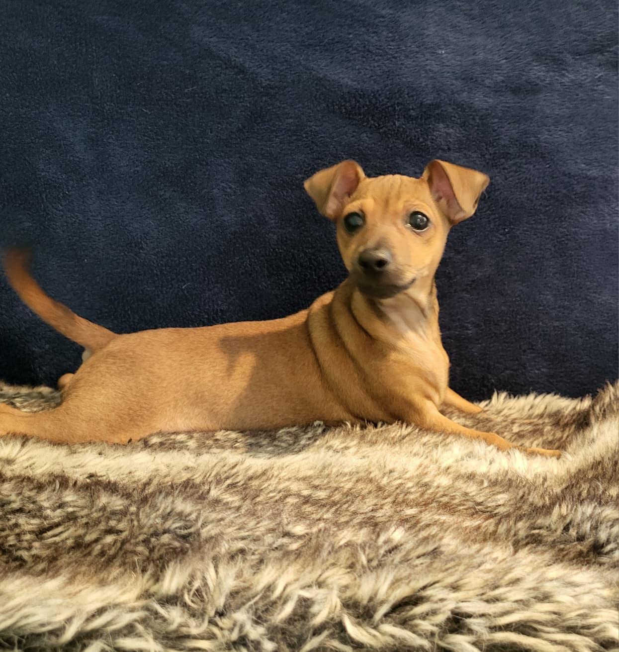 Enlarge Maizie, a ADOPTABLE mixed breed in Southport, CT image 4/5