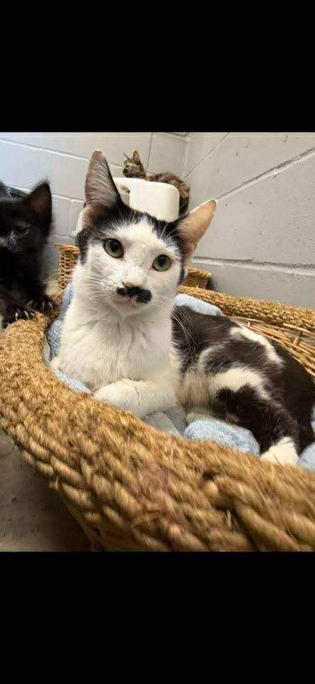 Cherry 062103, an adoptable Domestic Short Hair in Amory, MS, 38821 | Photo Image 2