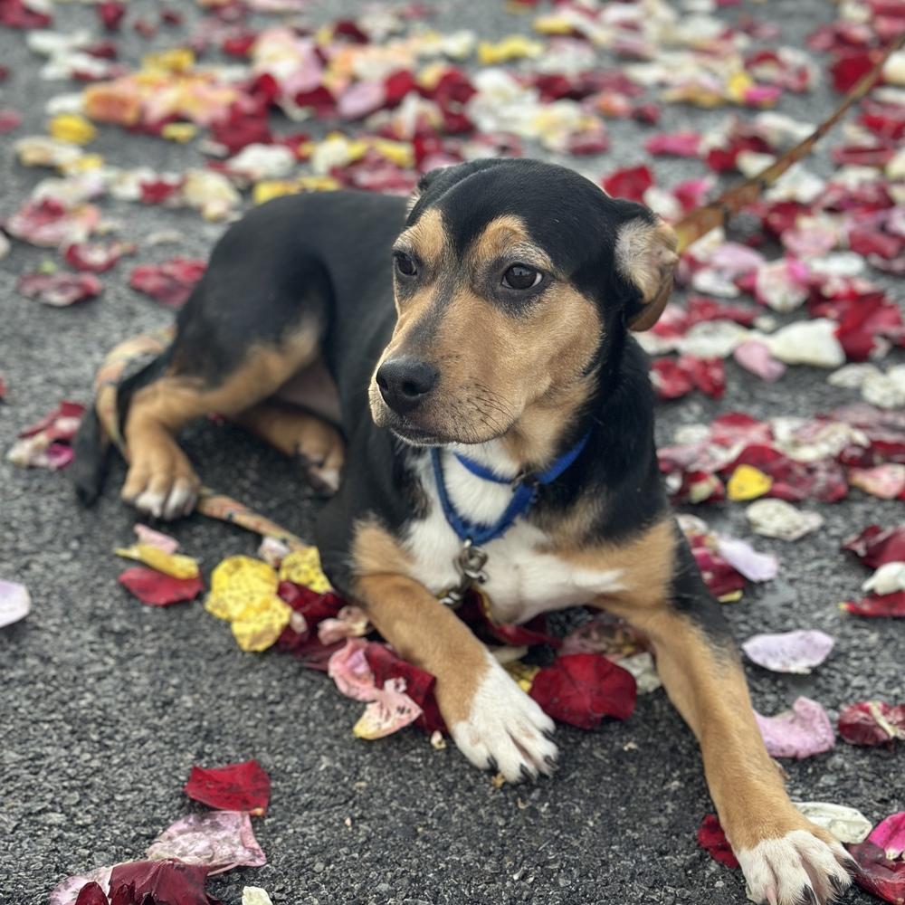 Hoagie, Adoptable, Puppy Female Hound & Terrier.