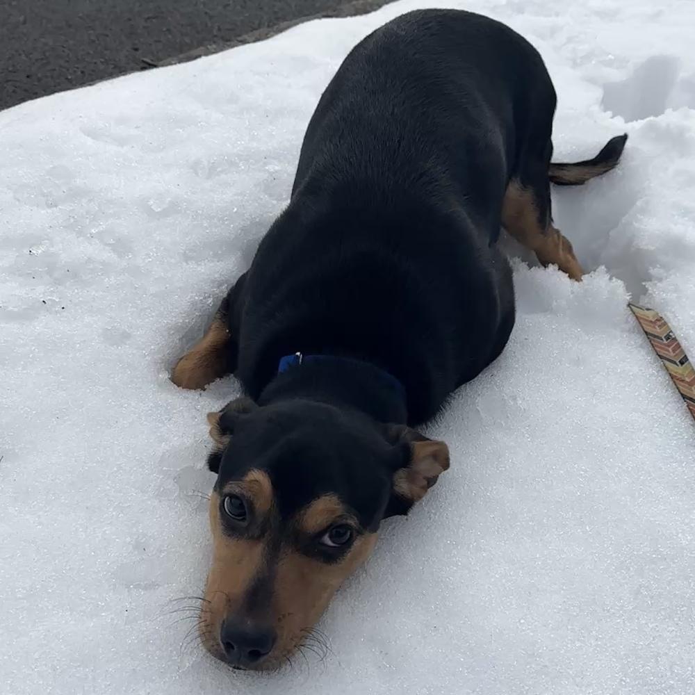 Enlarge Hoagie, a Adoptable mixed breed in Columbus, OH image 2/4