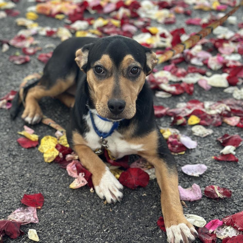 Enlarge Hoagie, a Adoptable mixed breed in Columbus, OH image 3/4