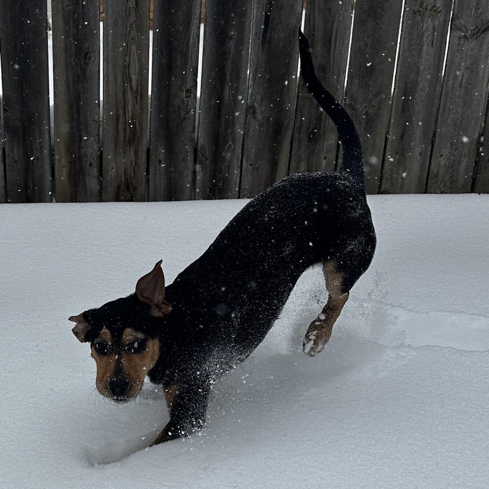 Enlarge Hoagie, a Adoptable mixed breed in Columbus, OH image 4/4