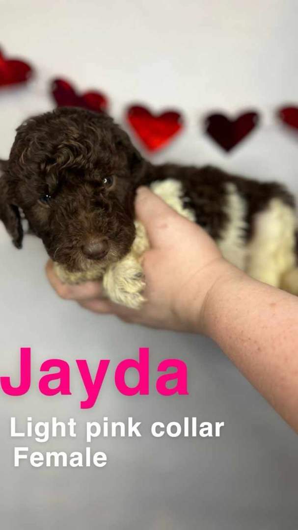 Jayda 2