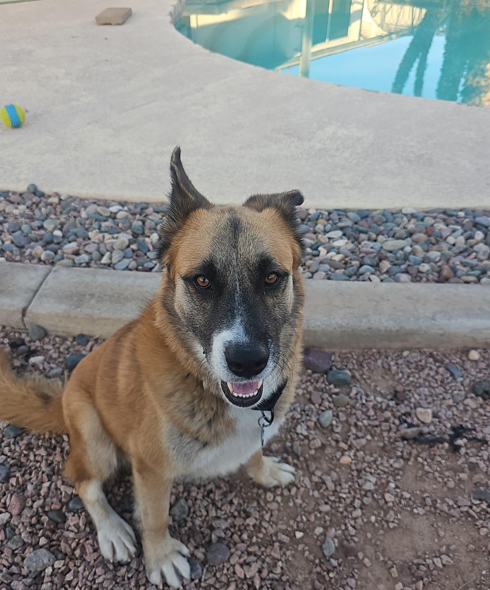 Hunter , a ADOPTABLE mixed breed in Phoenix, AZ image 1/4