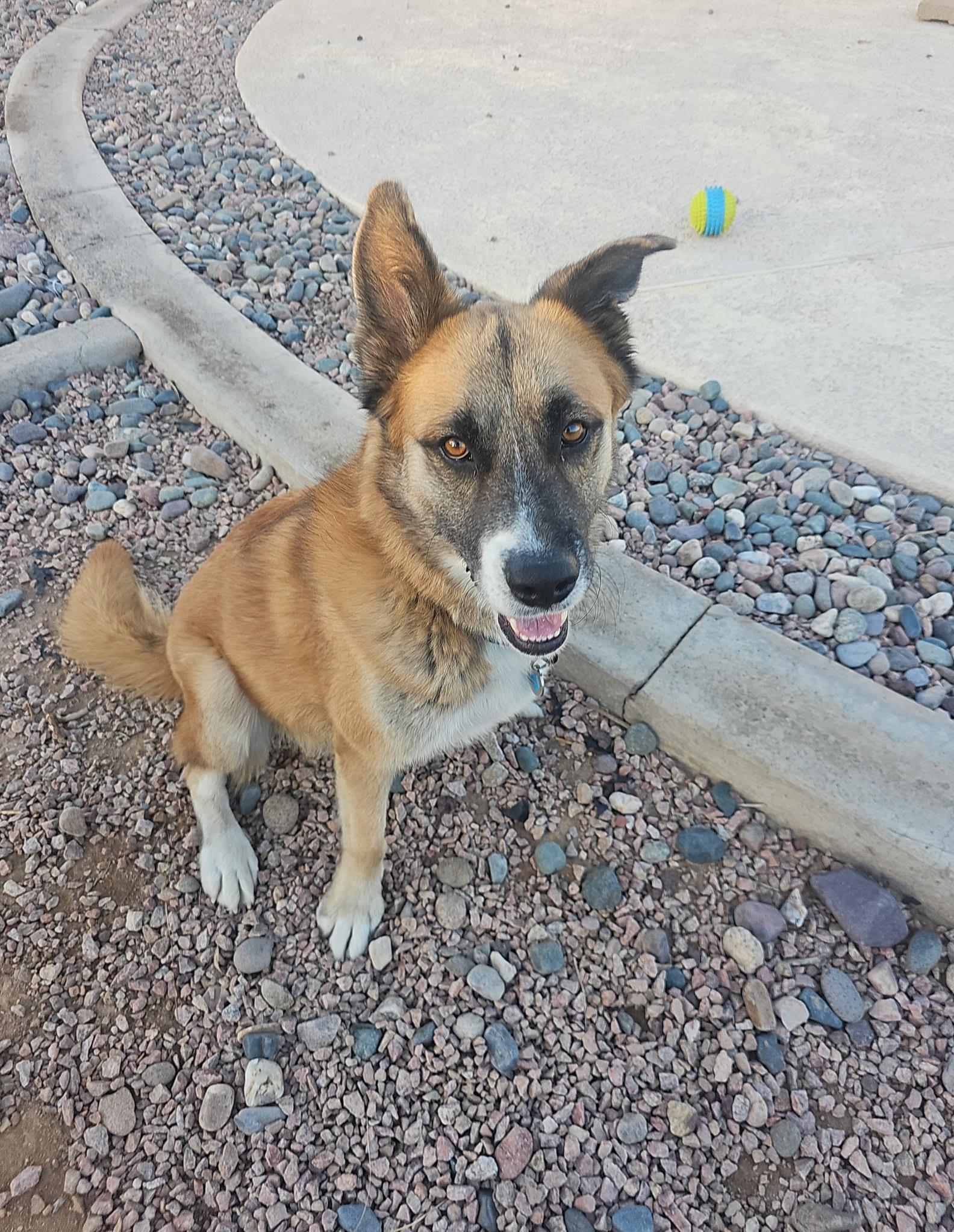 Hunter , a ADOPTABLE mixed breed in Phoenix, AZ image 4/4