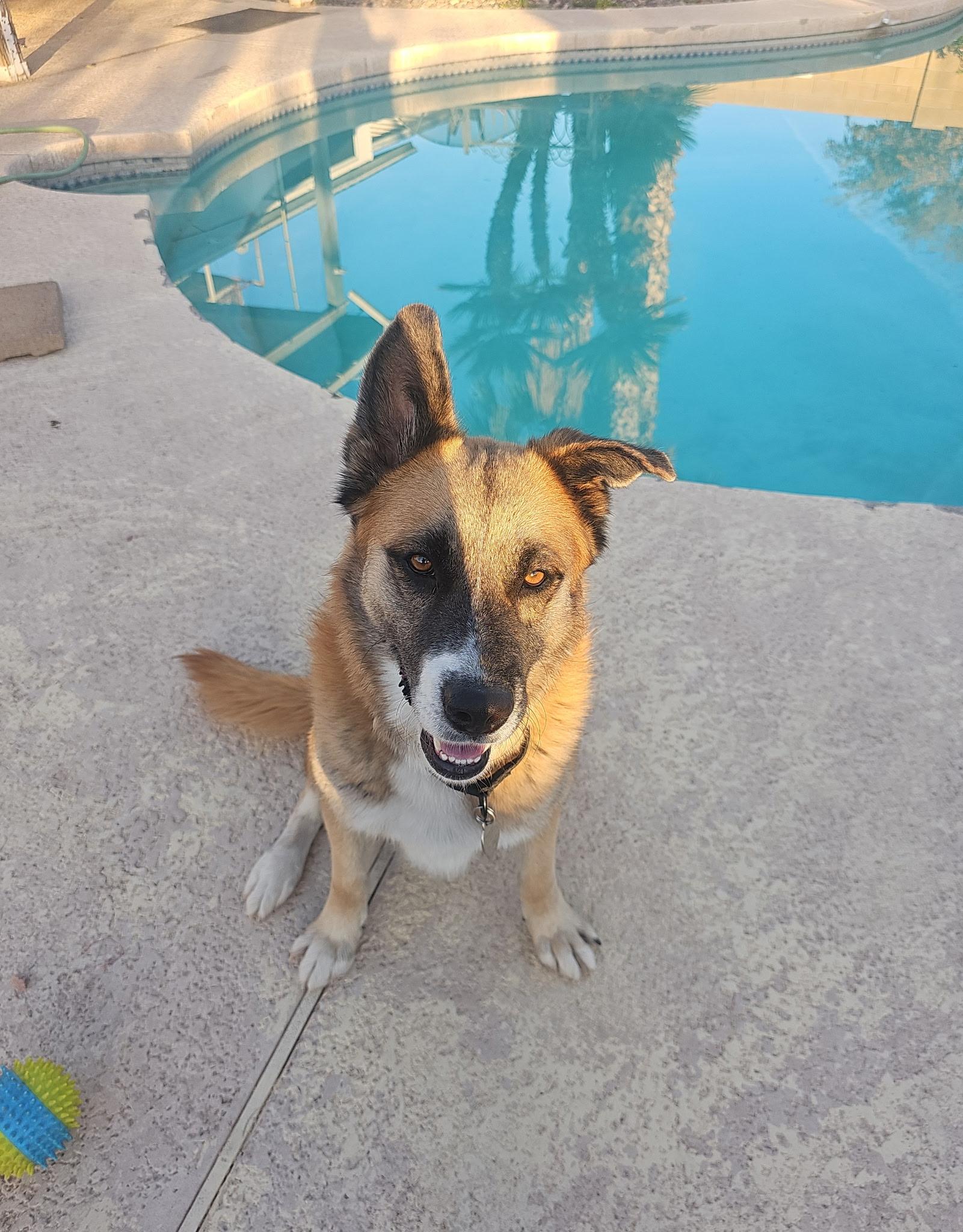 Hunter , a ADOPTABLE mixed breed in Phoenix, AZ image 3/4