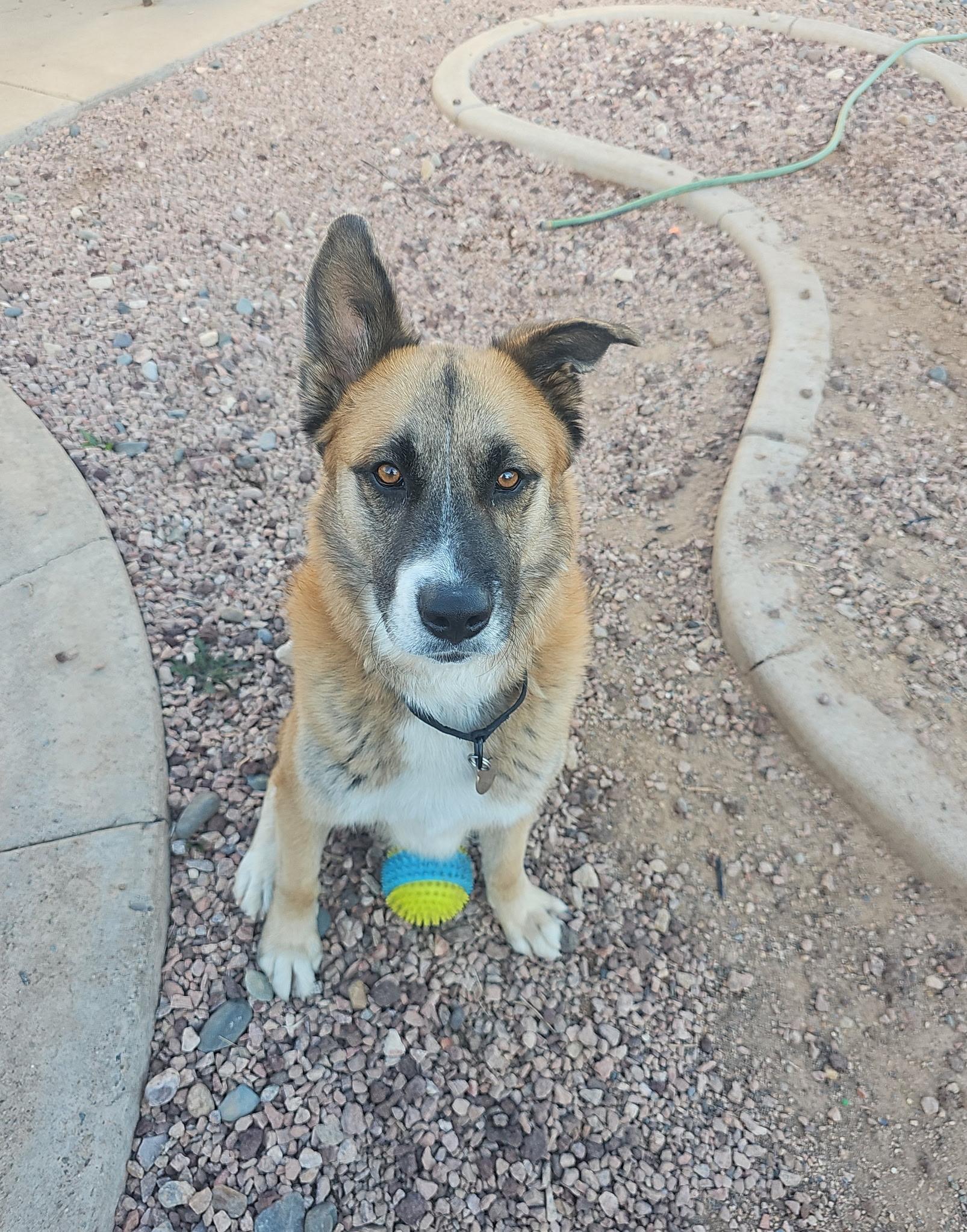 Hunter , a ADOPTABLE mixed breed in Phoenix, AZ image 2/4