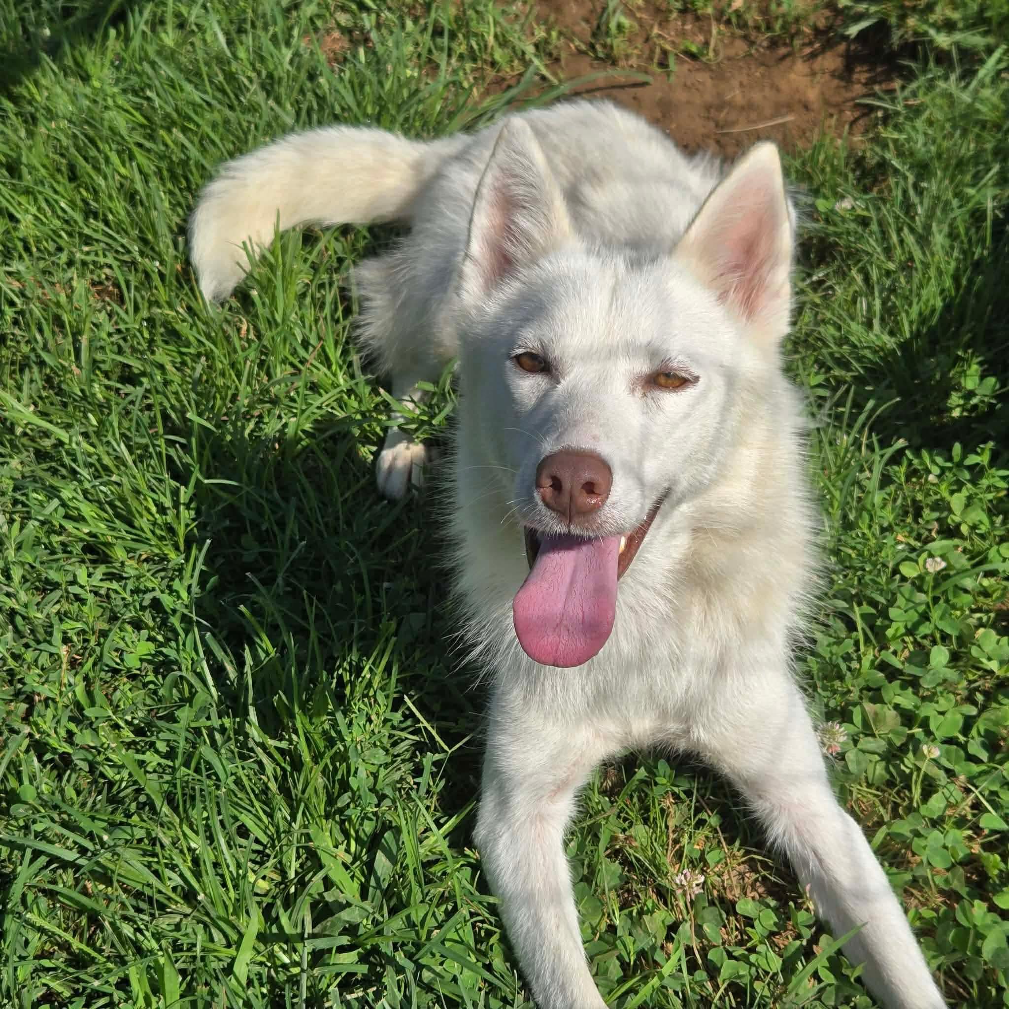 Foxy, ADOPTABLE, Adult Female White German Shepherd & Shepherd.