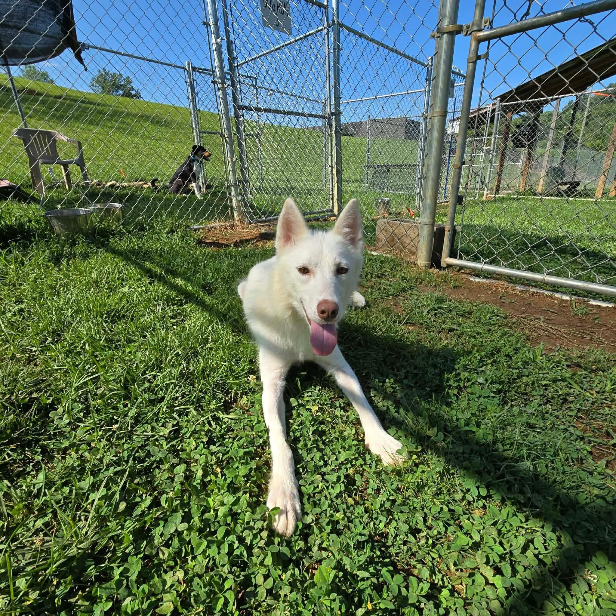 Foxy, a ADOPTABLE mixed breed in East Hartland, CT image 3/4
