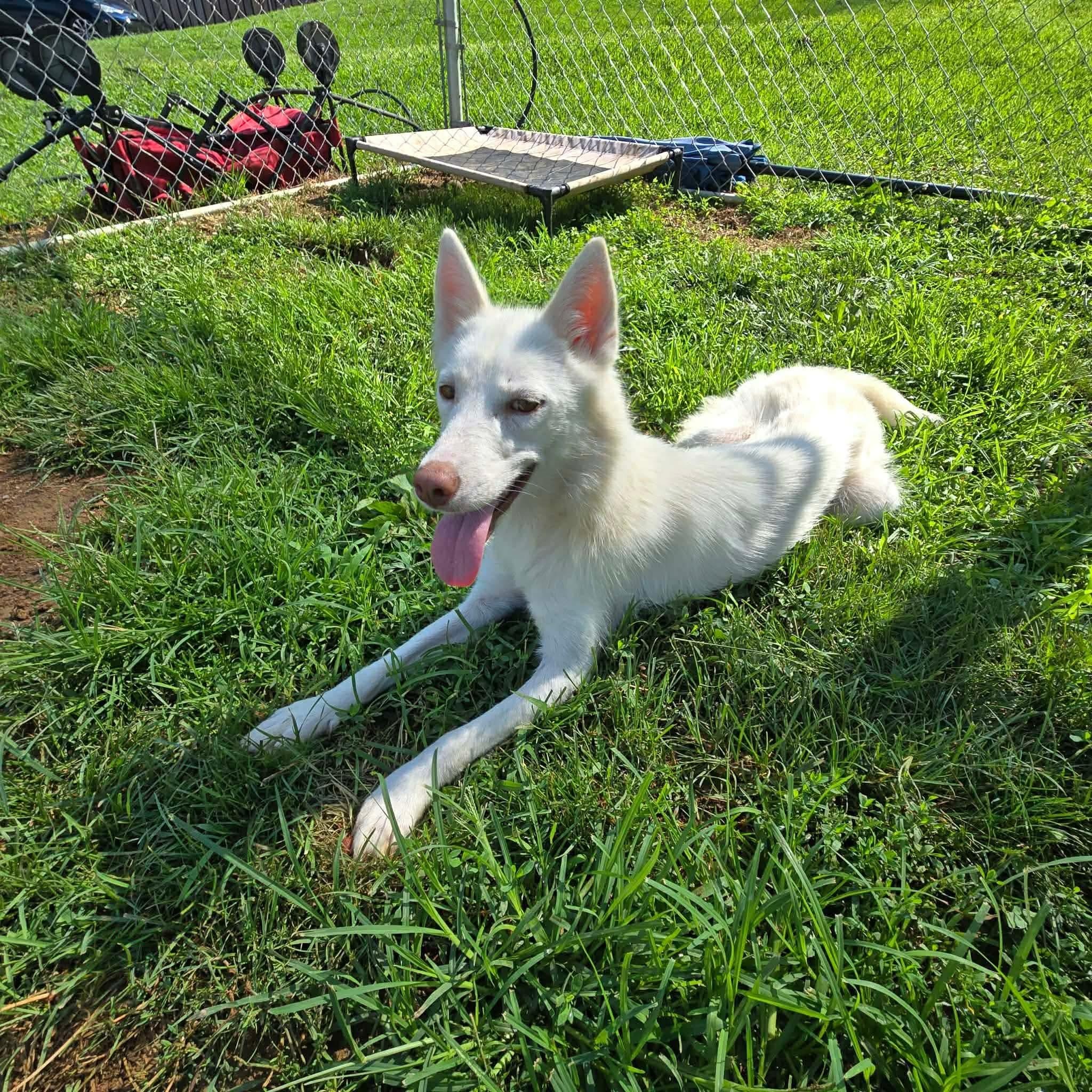 Foxy, a ADOPTABLE mixed breed in East Hartland, CT image 2/4