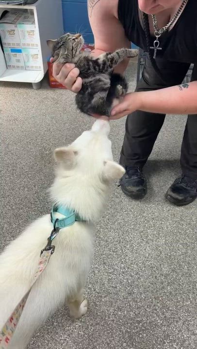 Enlarge Foxy, a ADOPTABLE mixed breed in East Hartland, CT video 4/4