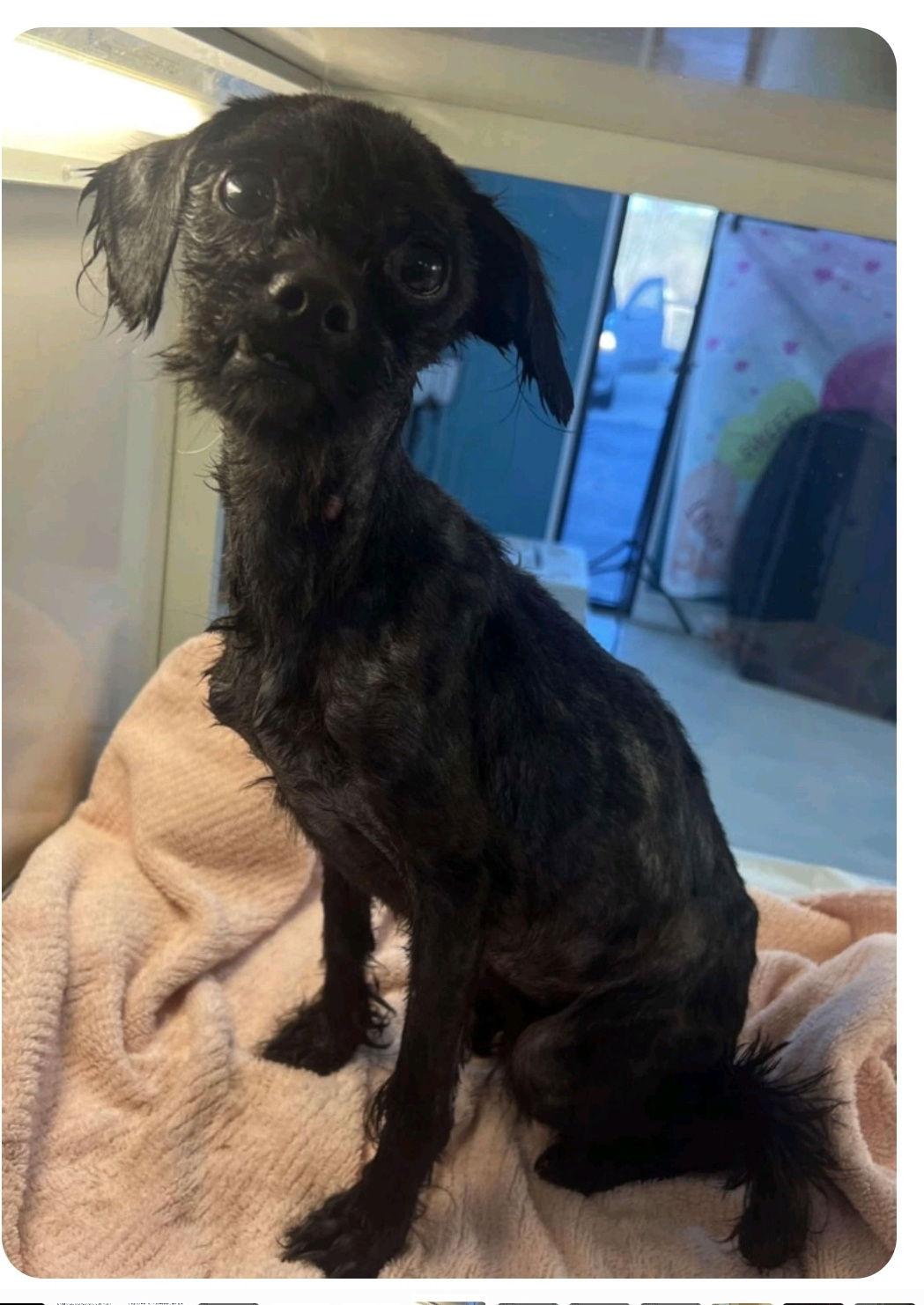 Enlarge Penny, a Adopted Shih Tzu in Blackwood, NJ image 1/2