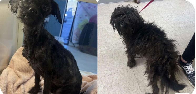 Enlarge Penny, a Adopted Shih Tzu in Blackwood, NJ image 2/2