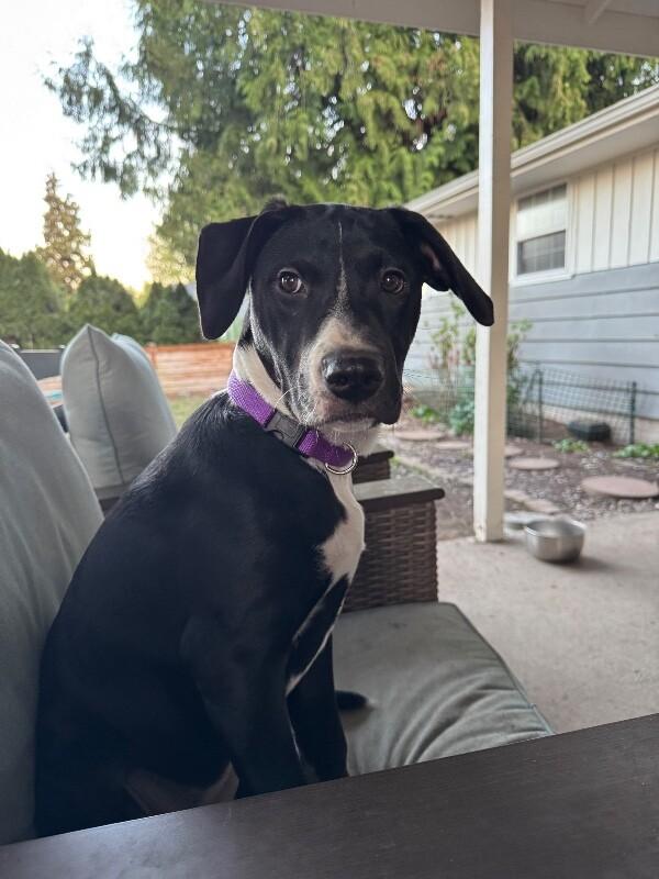 Enlarge Fleur, a Adoptable mixed breed in renton, WA image 2/6