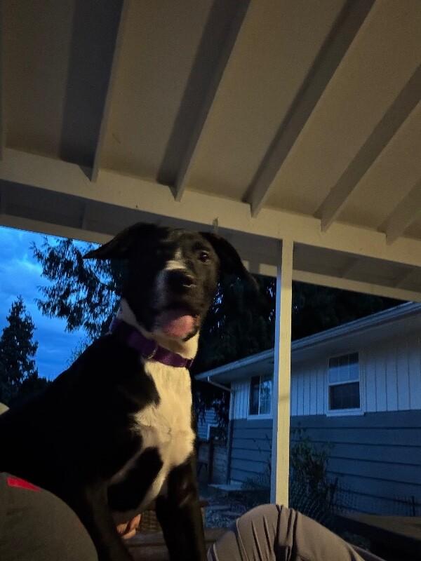 Enlarge Fleur, a Adoptable mixed breed in renton, WA image 3/6