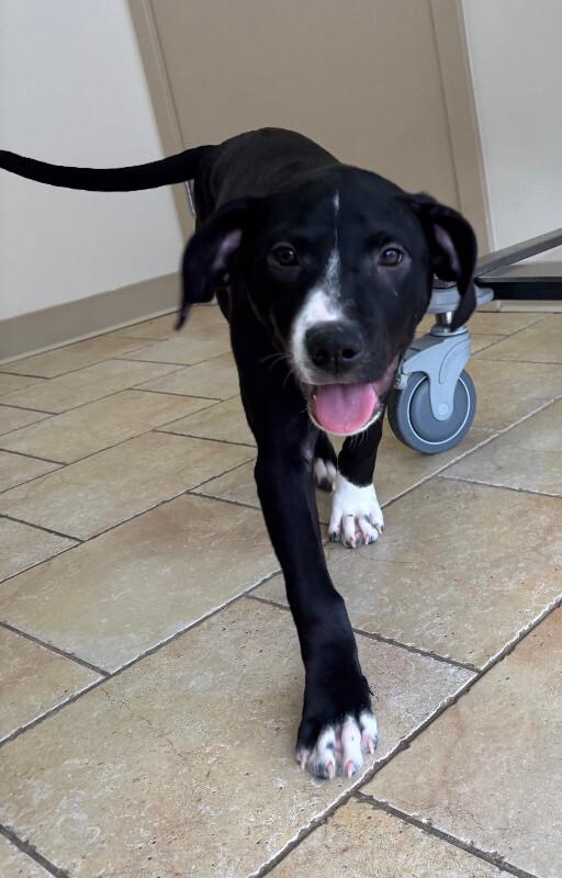 Enlarge Fleur, a Adoptable mixed breed in renton, WA image 4/6