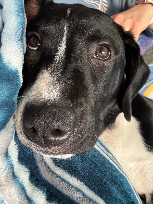 Enlarge Fleur, a Adoptable mixed breed in renton, WA image 5/6