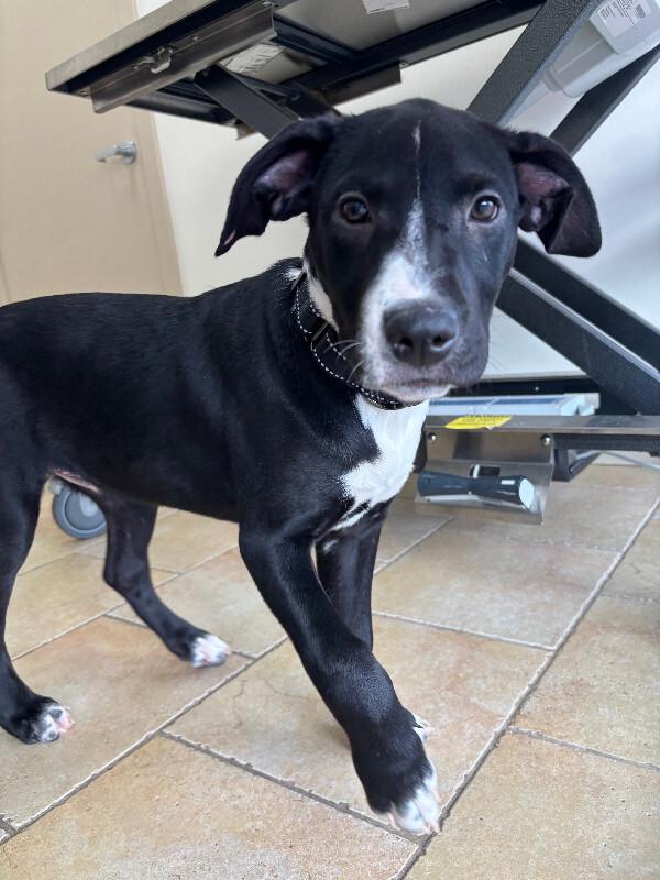 Enlarge Fleur, a Adoptable mixed breed in renton, WA image 6/6