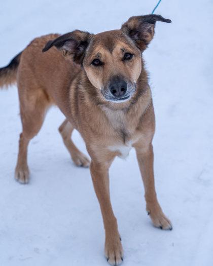 Faye, Adoptable, Puppy Female Australian Shepherd & Mixed Breed.