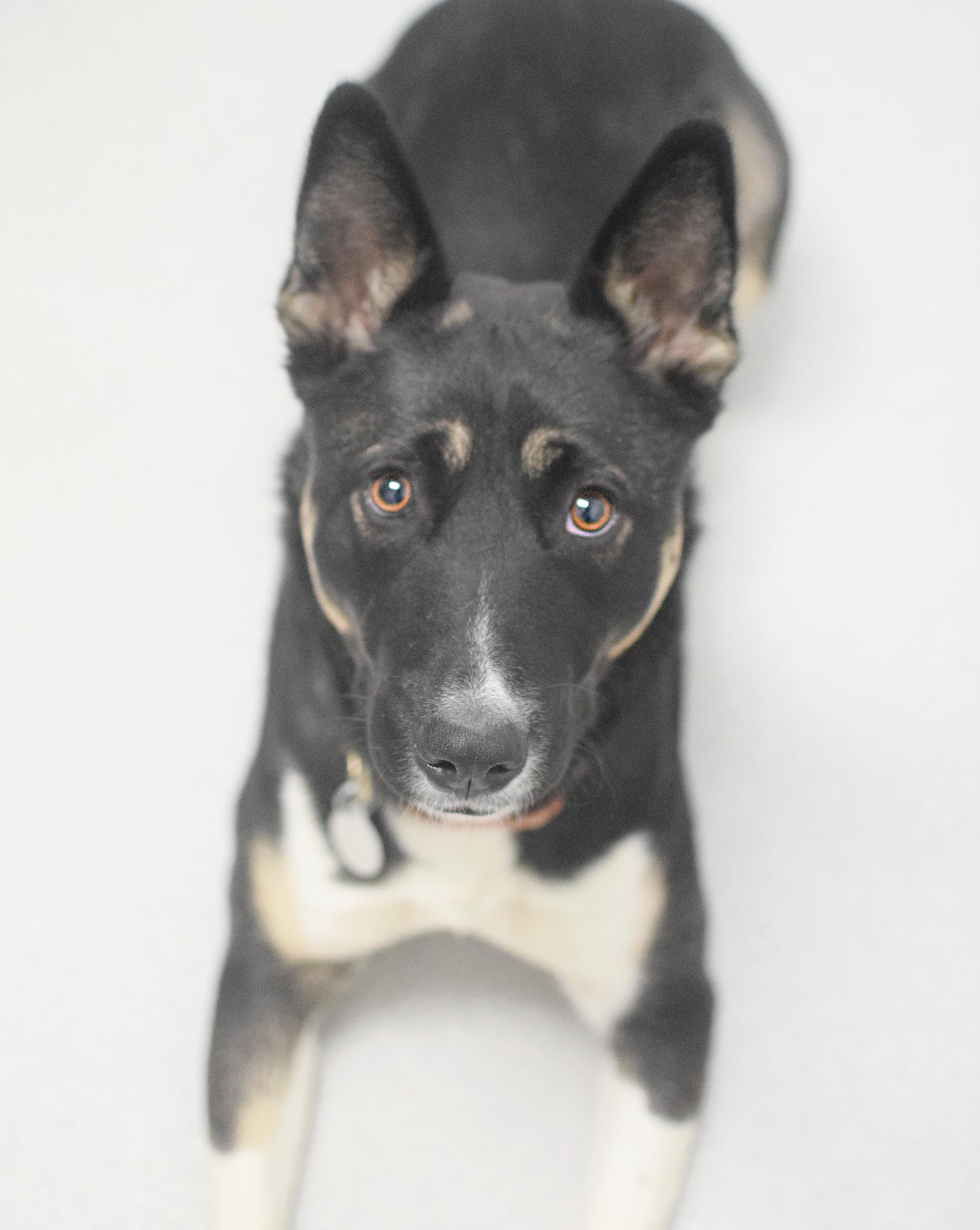 Enlarge Talia, a ADOPTABLE mixed breed in Pontiac, MI image 1/1