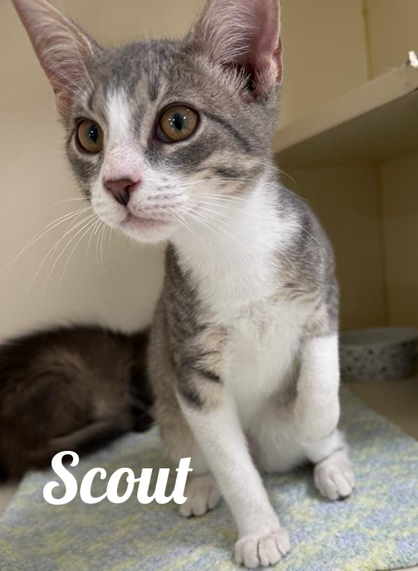 Scout, Adoptable, Young Male Domestic Short Hair.