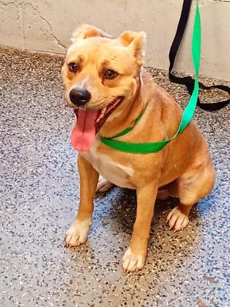 Enlarge Zorro, a Adoptable mixed breed in Mobile, AL image 1/1