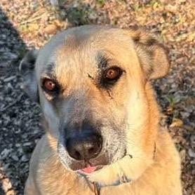 Enlarge Hanky Panky, a Adoptable Mixed Breed in Redwood Valley, CA image 2/6