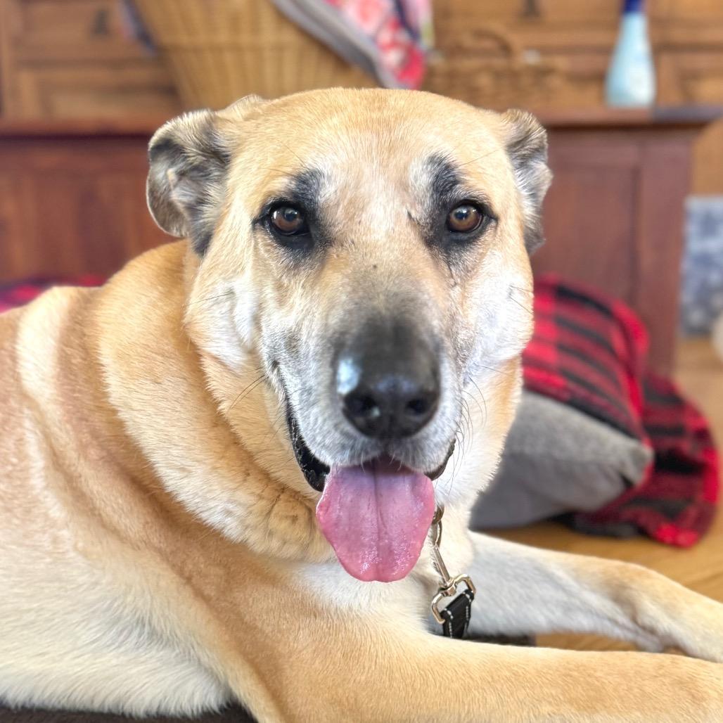 Hanky Panky, a Adoptable Mixed Breed in Redwood Valley, CA image 6/6