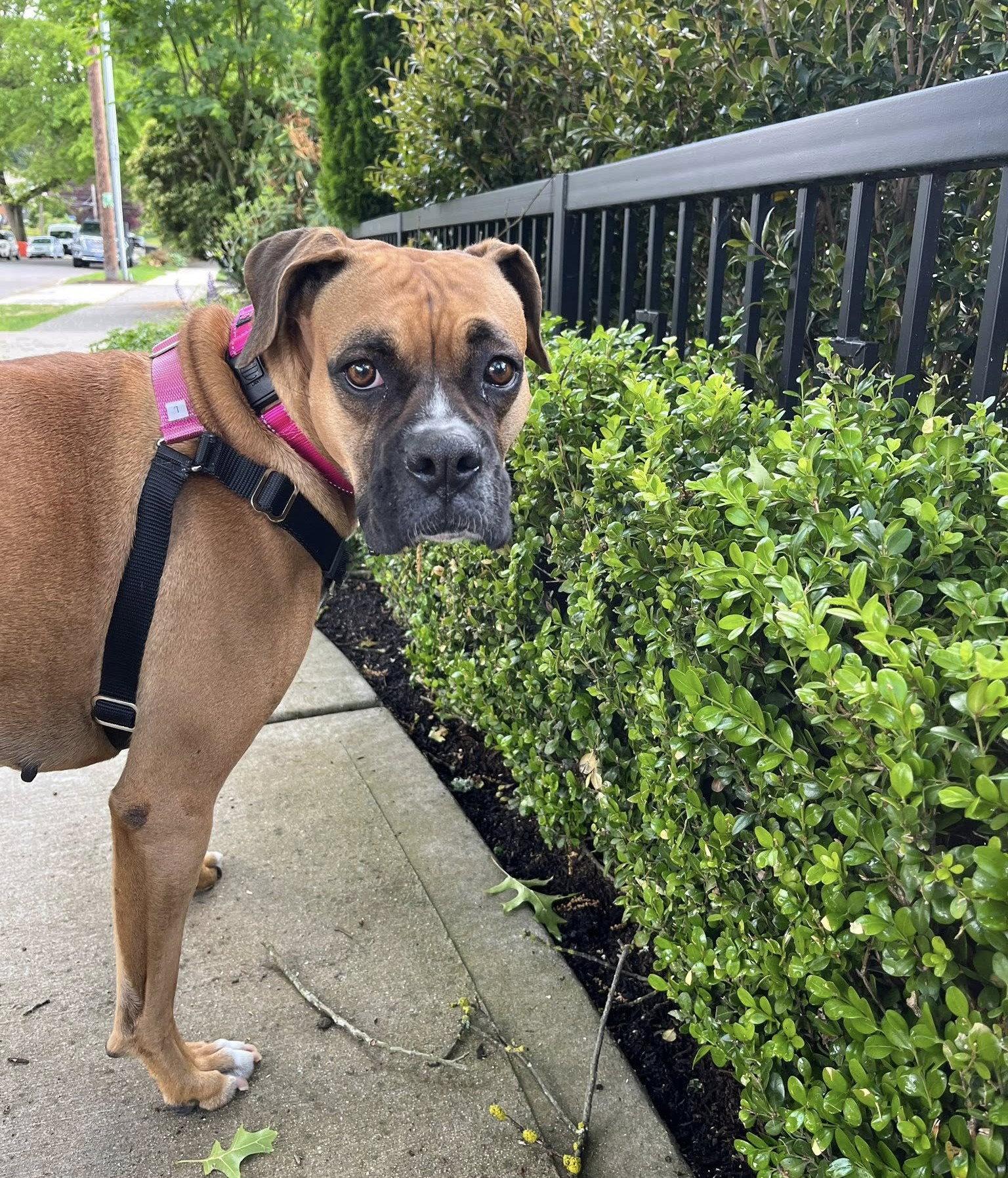 Enlarge Silly, a Adoptable Boxer in Stanwood, WA image 1/3