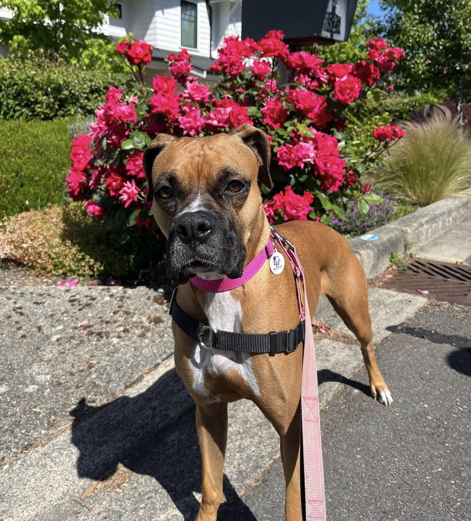 Enlarge Silly, a Adoptable Boxer in Stanwood, WA image 2/3
