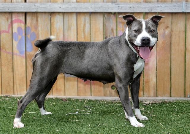 Enlarge PAWSANOVA, a Adoptable Pit Bull Terrier in West Valley City, UT image 1/1