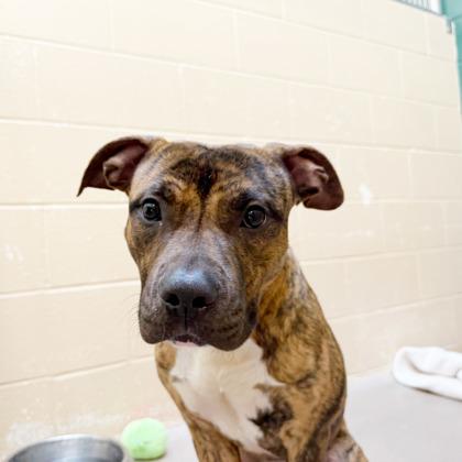 Enlarge Moira, a Adoptable mixed breed in Madison, WI image 1/3