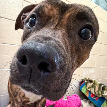 Enlarge Moira, a Adoptable mixed breed in Madison, WI image 2/3