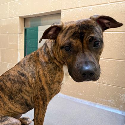 Enlarge Moira, a Adoptable mixed breed in Madison, WI image 3/3