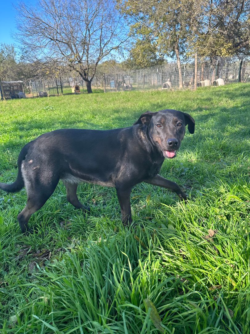 Enlarge Penny, a Adoptable mixed breed in Seguin, TX image 1/5