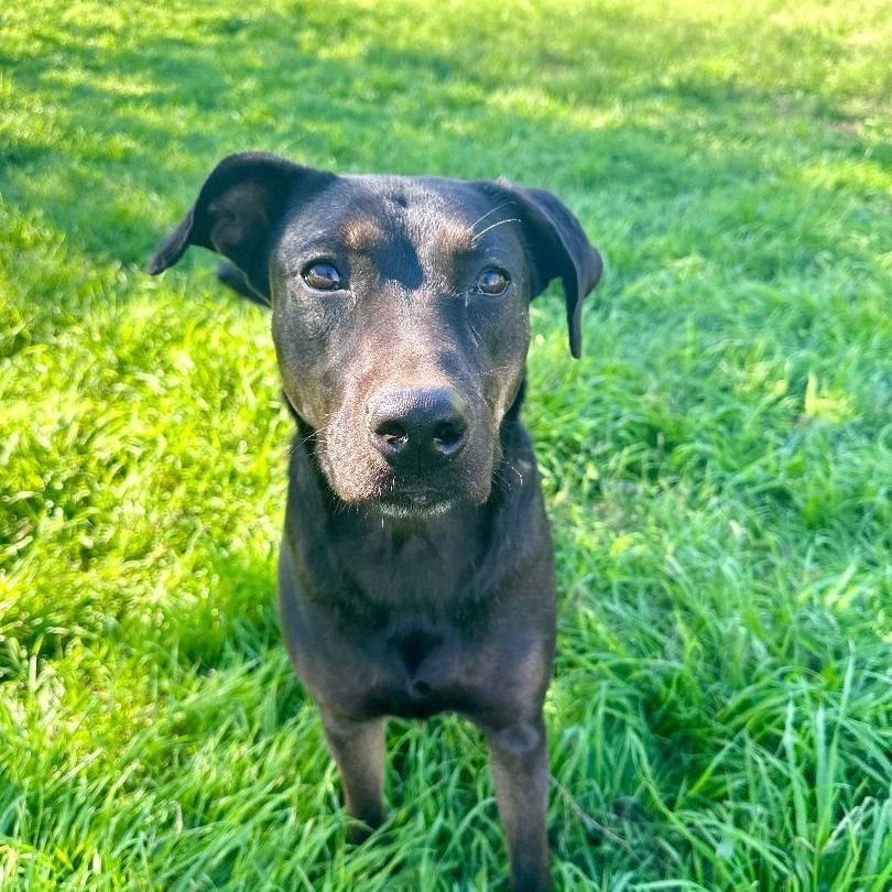 Enlarge Penny, a Adoptable mixed breed in Seguin, TX image 2/5