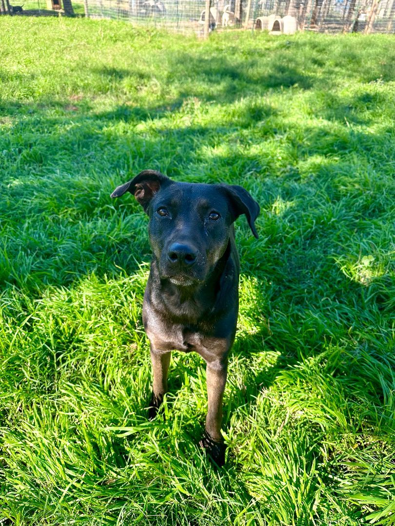 Enlarge Penny, a Adoptable mixed breed in Seguin, TX image 3/5