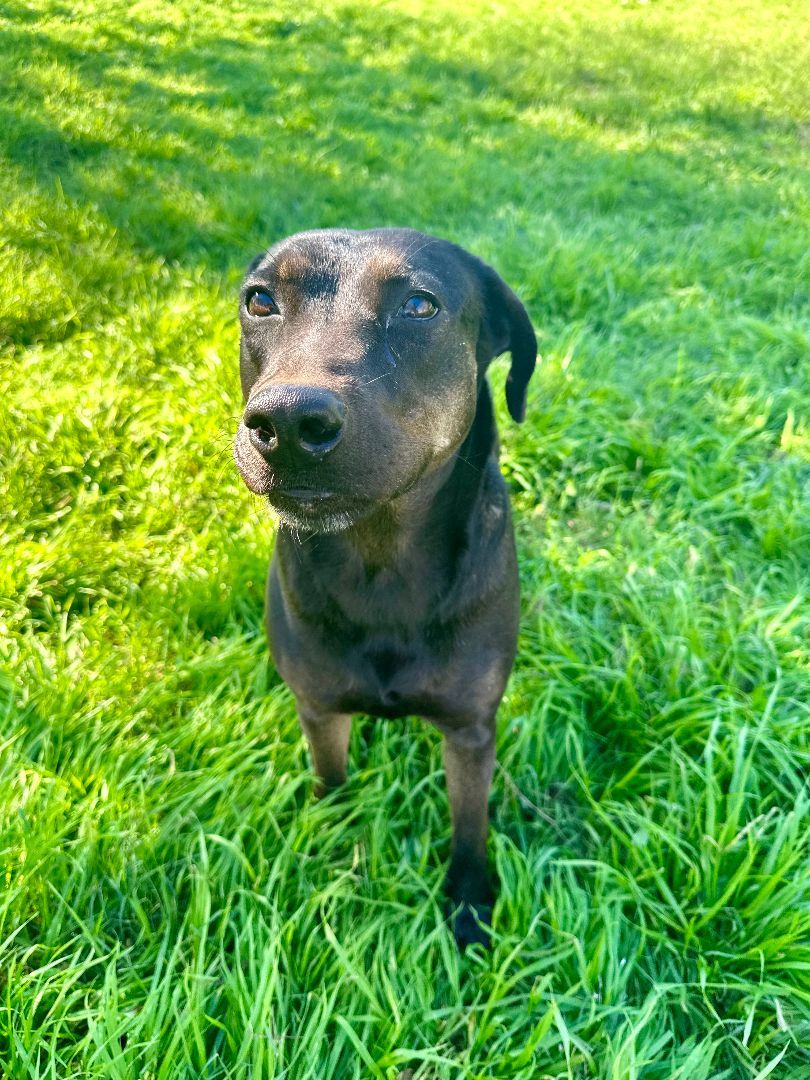 Enlarge Penny, a Adoptable mixed breed in Seguin, TX image 4/5