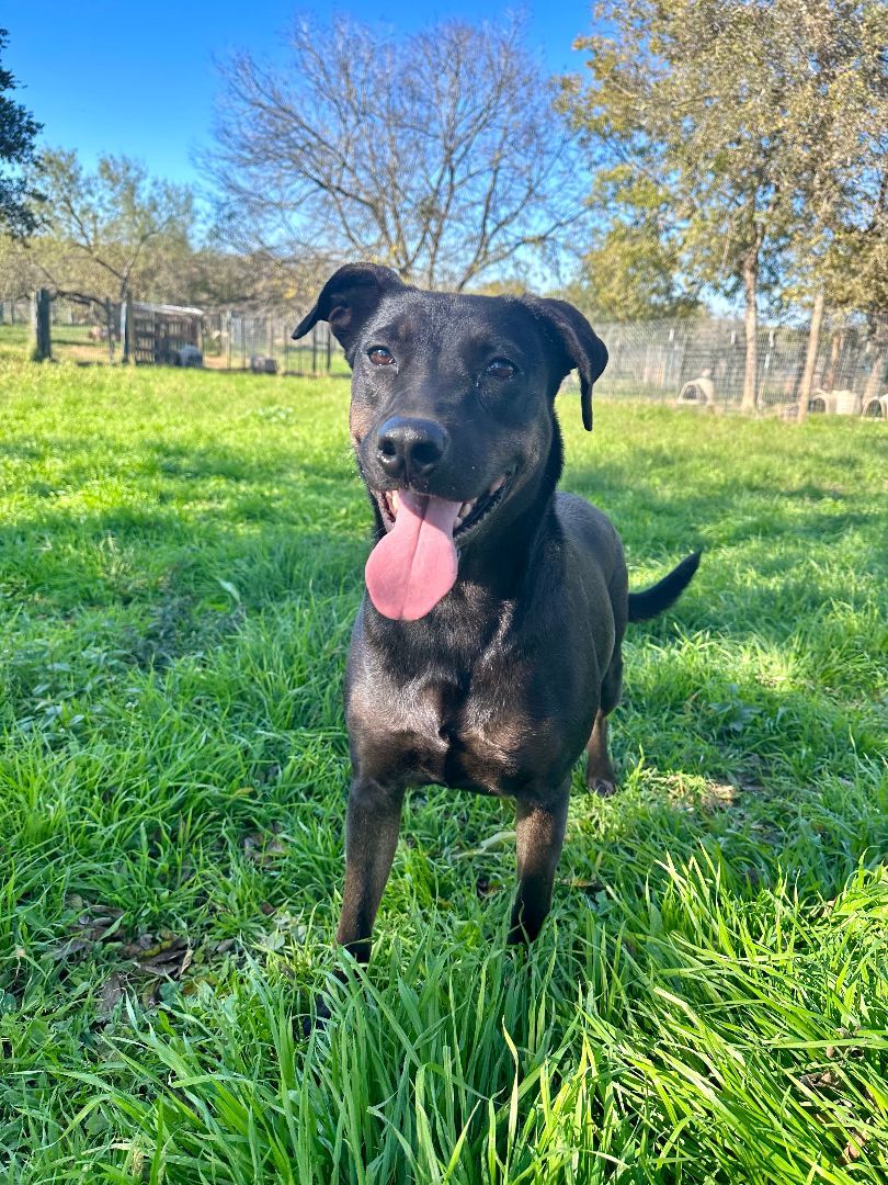 Enlarge Penny, a Adoptable mixed breed in Seguin, TX image 5/5