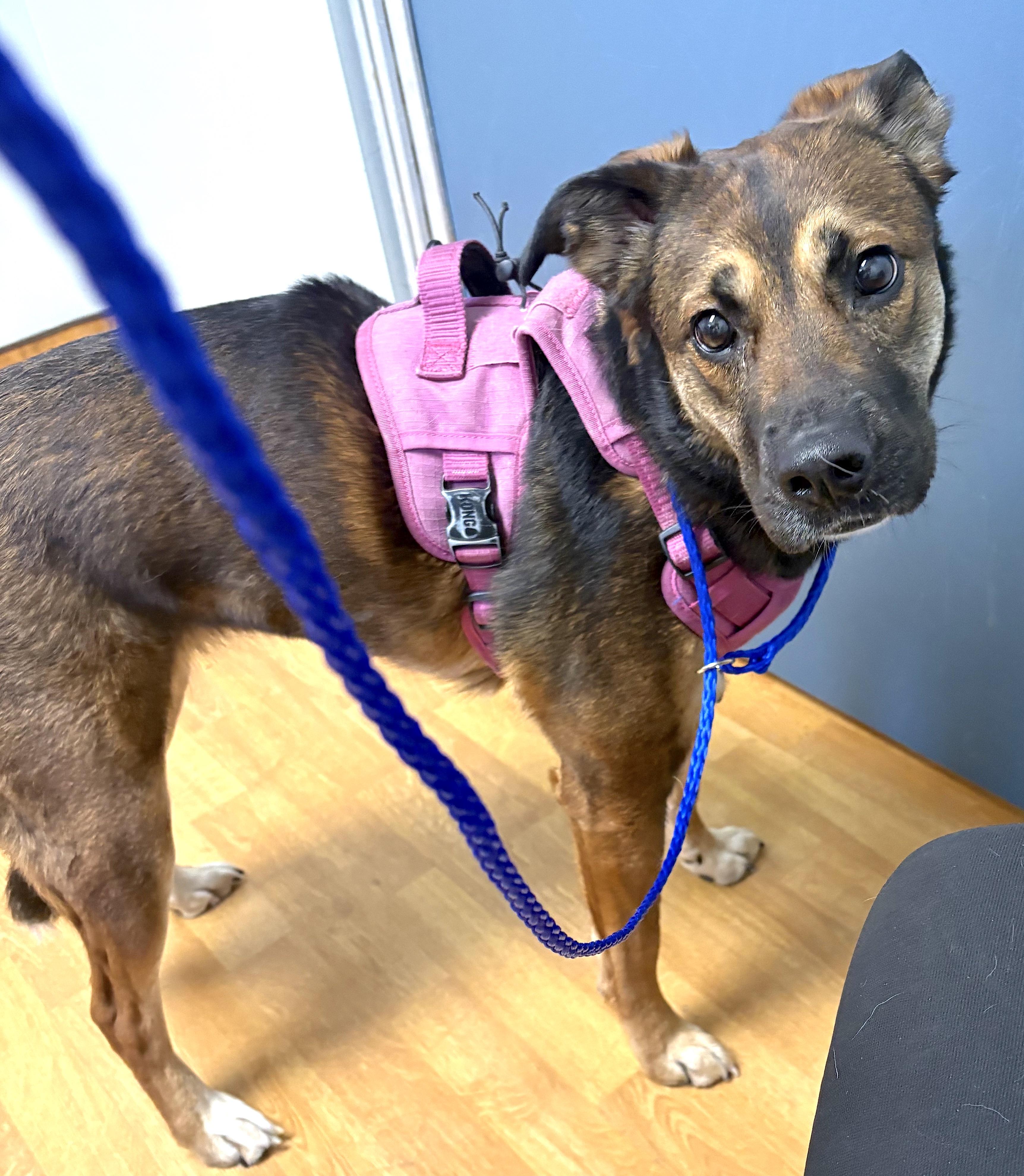 Enlarge Lola, a ADOPTABLE mixed breed in Mount Airy, NC image 4/6