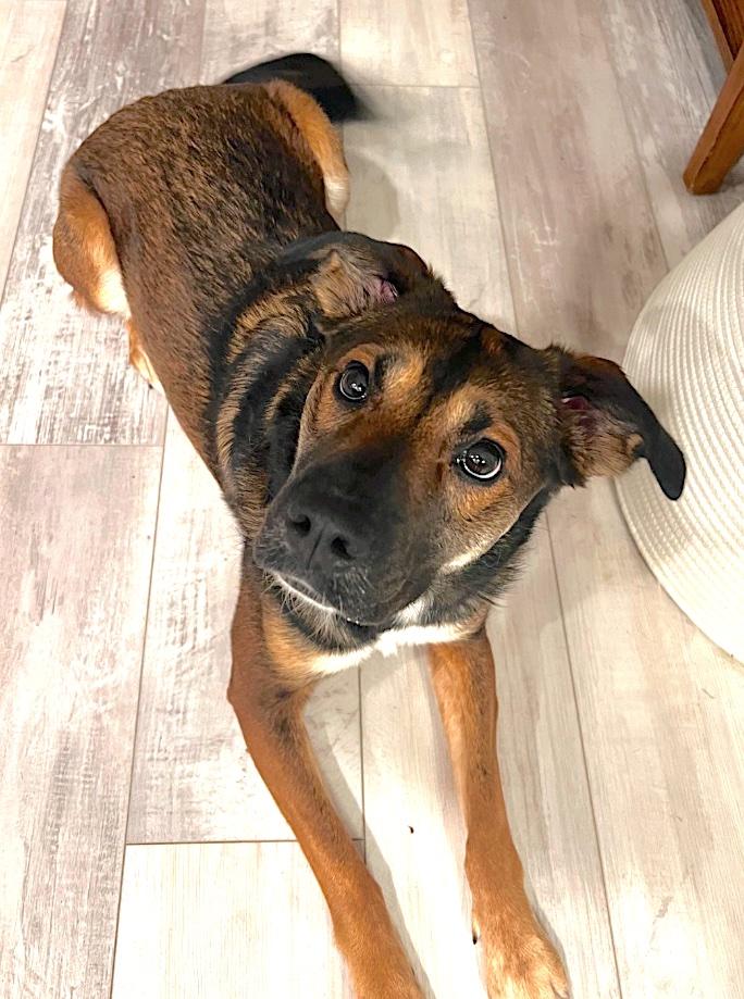 Enlarge Lola, a ADOPTABLE mixed breed in Mount Airy, NC image 6/6