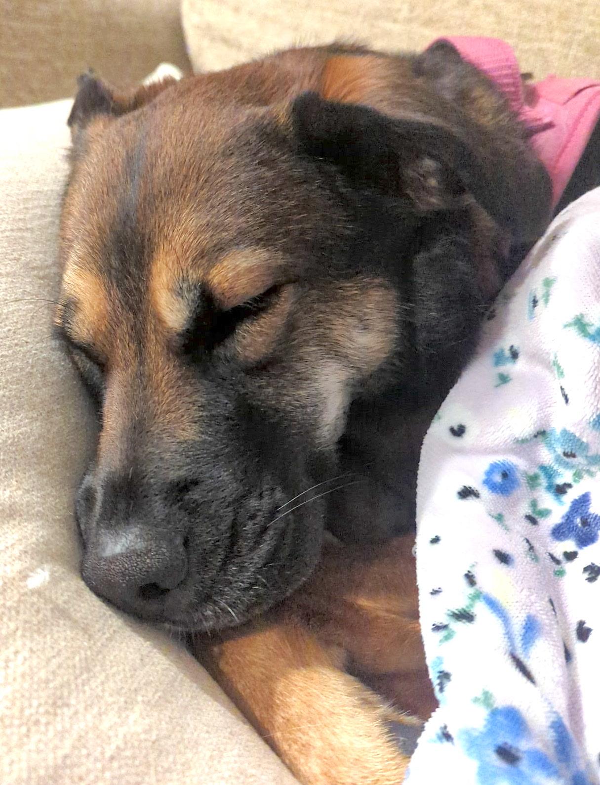 Enlarge Lola, a ADOPTABLE mixed breed in Mount Airy, NC image 2/6