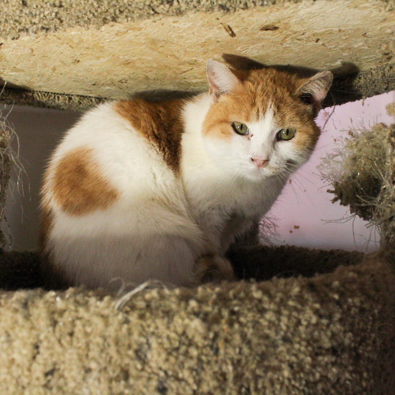 Enlarge Sashay, a Adoptable Domestic Medium Hair in Billings, MT image 1/1