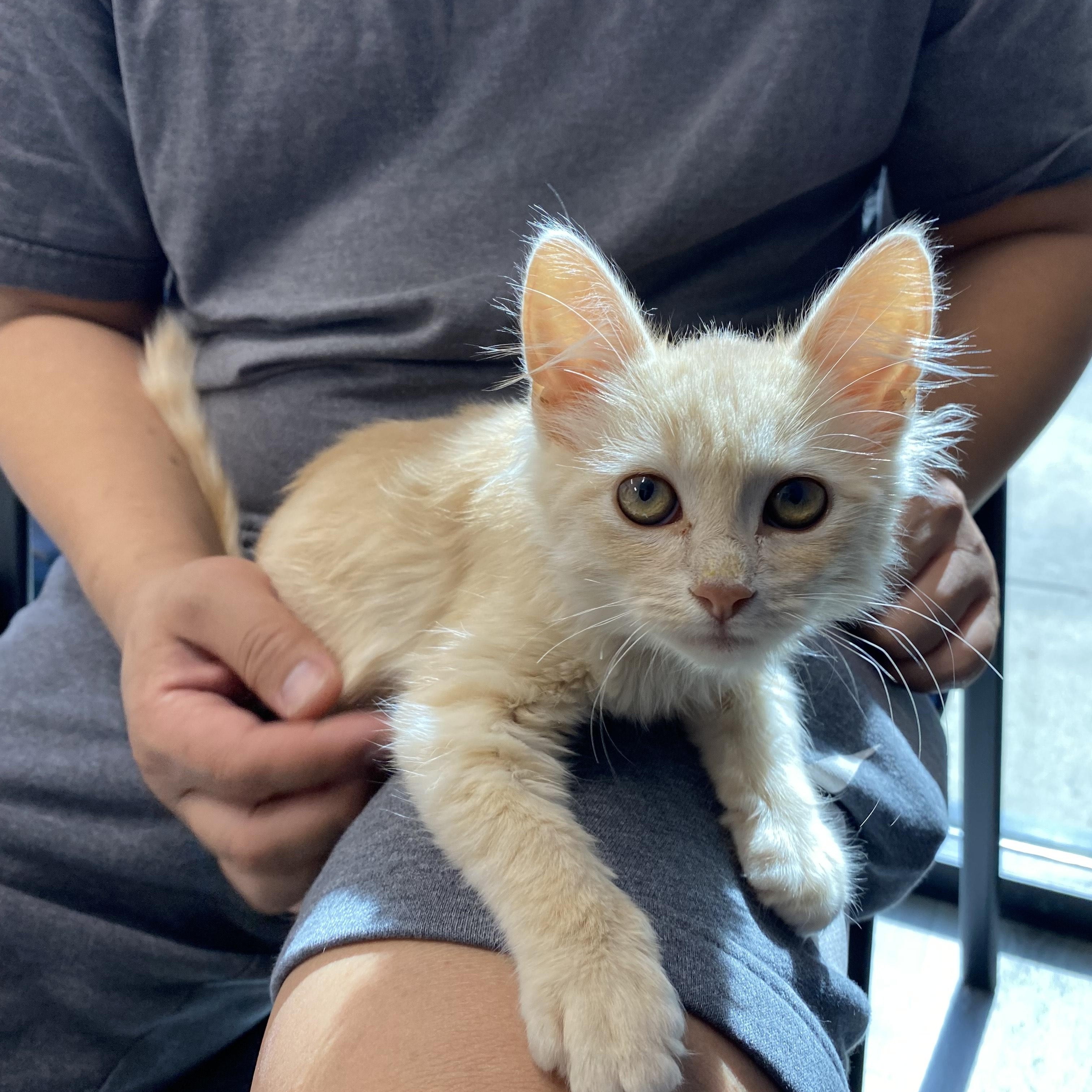 Andrew, Adopted, Kitten Male Domestic Medium Hair.