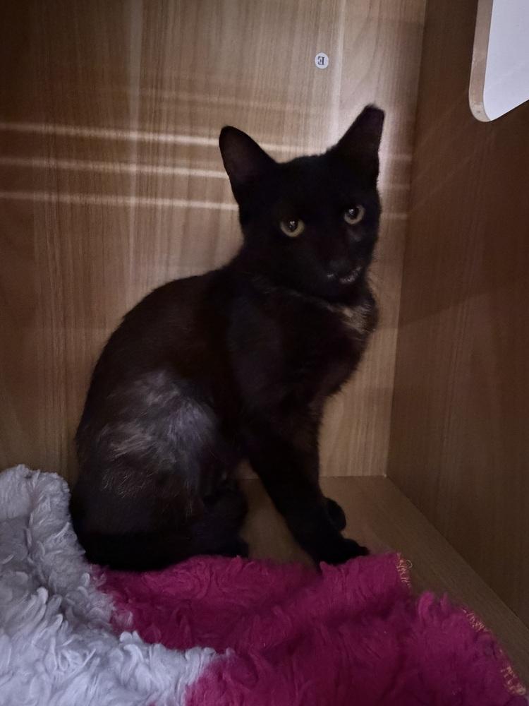 Joan — thumbnail 3