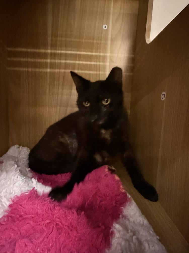 Joan — thumbnail 5