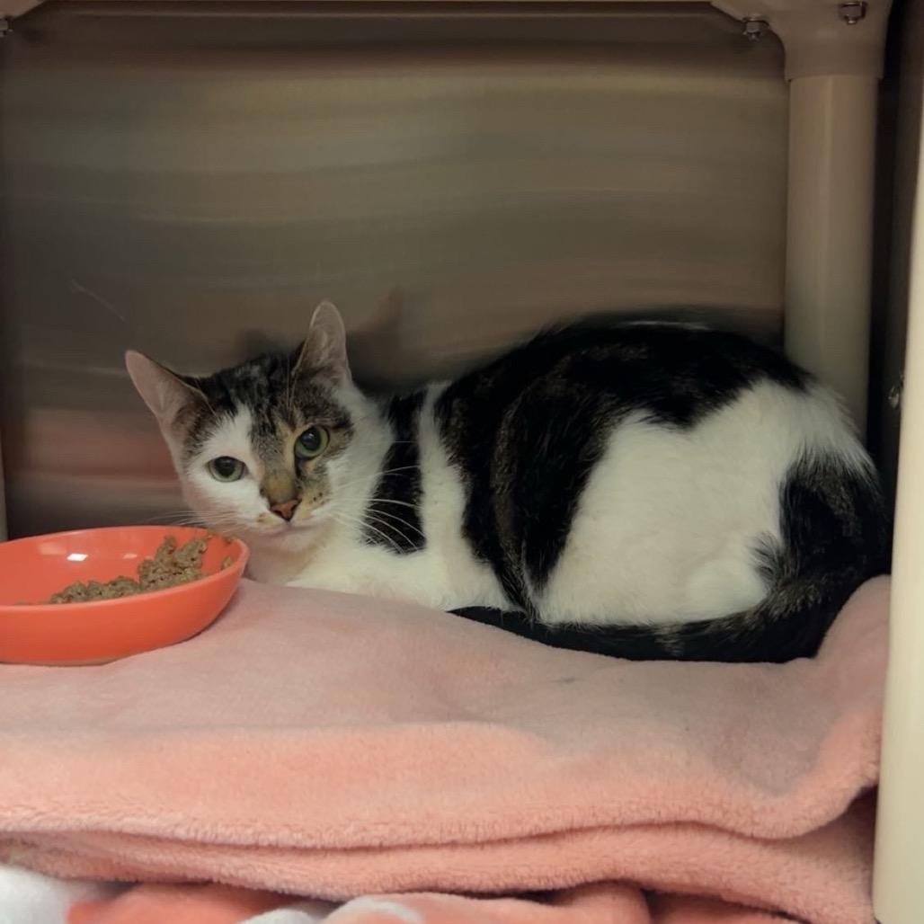 Enlarge Deja, a Adoptable Domestic Medium Hair in Keizer, OR image 1/6